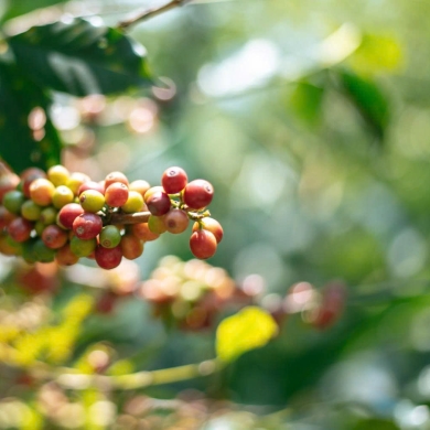 phân tích dư lượng bảo vệ thực vật