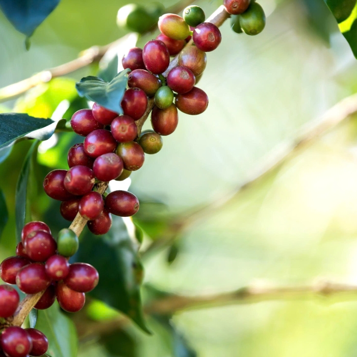 DƯ LƯỢNG CÁC NHÓM THUỐC BẢO VỆ THỰC VẬT