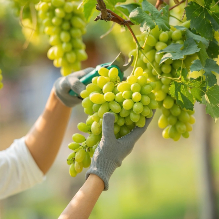 DƯ LƯỢNG CÁC CHẤT TĂNG TRƯỞNG